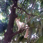 Cat on a tree